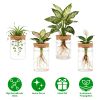 4Pack Glass Propagation Stations For Plants Indoor Glass Planters Hydroponic Plant Vases 2 Large 2 Small for Plant Cuttings Flower Arrangements